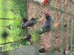 3 barnevelder hannen te koop., Dieren en Toebehoren, Vogels | Overige Vogels, Vrouwelijk, Wildzangvogel