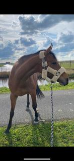 Lieve knappe E pony te koop, Ophalen of Verzenden, Gelezen, Paarden of Pony's