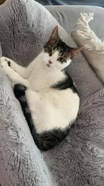 Poes 1 jaar  gratis af te halen, Dieren en Toebehoren, Katten en Kittens | Dekkaters, 0 tot 2 jaar
