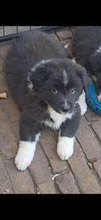 Australian Shepherd Pups, Rabiës (hondsdolheid), 8 tot 15 weken, Teef, Eén hond