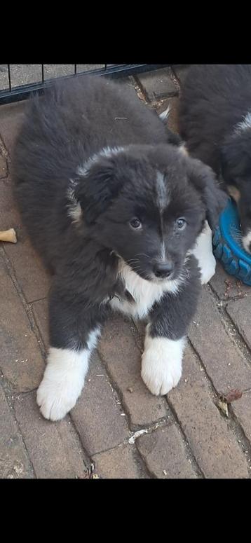 Australian Shepherd Pups beschikbaar voor biedingen