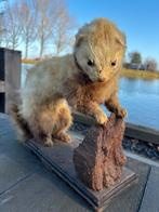 Opgezette wezel, Ophalen, Vogel, Opgezet dier