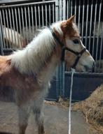 Super lieve haflinger, Dieren en Toebehoren, Pony's, Merrie, 0 tot 2 jaar, Gechipt, B pony (1.17m tot 1.27m)