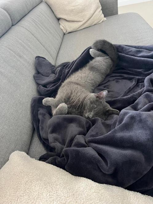 Britse korthaar, Dieren en Toebehoren, Katten en Kittens | Raskatten | Korthaar, Kater