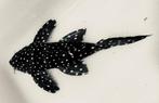 L240 vampire pleco, Vis, Zoutwatervis