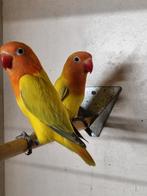 Koppel agapornis Fischeri, Dieren en Toebehoren, Vogels | Parkieten en Papegaaien, Meerdere dieren, Dwergpapegaai of Agapornis