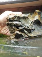 Ancistrus man, Dieren en Toebehoren, Vis, Zoetwatervis