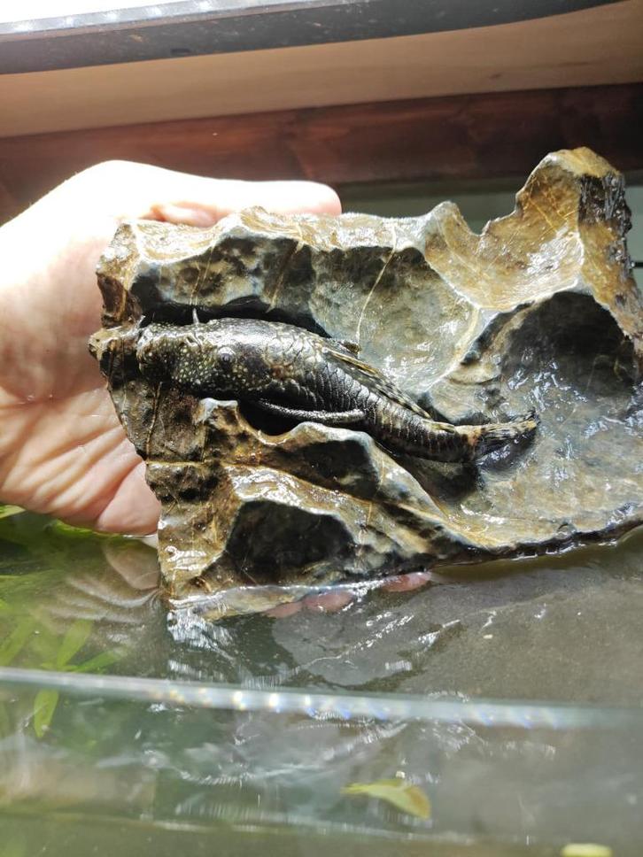Ancistrus man, Dieren en Toebehoren, Vissen | Aquariumvissen, Zoetwatervis, Vis