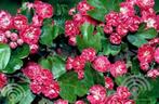 Crataegus media 'Paul's Scarlet' Rode meidoorn rijkbloeiend, Ophalen of Verzenden, Lente, Halfschaduw, Overige soorten