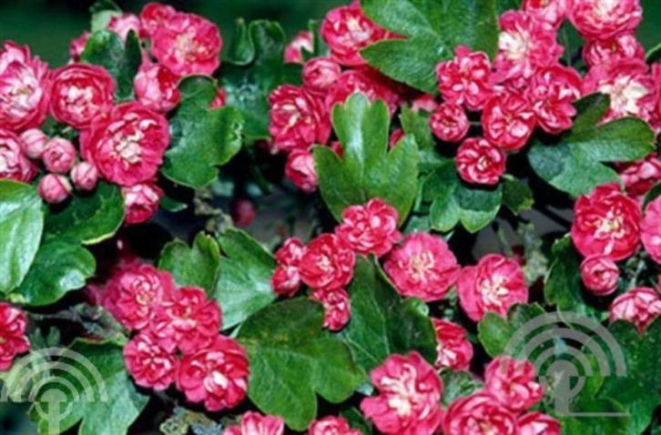 Crataegus media 'Paul's Scarlet' Rode meidoorn rijkbloeiend, Tuin en Terras, Planten | Bomen, Overige soorten, Halfschaduw, Lente