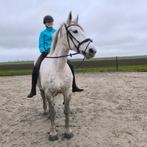 Allround merrie - 9 jaar - kruising lipizzaner x percheron, Dieren en Toebehoren, Paarden, Merrie, Gechipt, 170 tot 175 cm, L