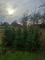 Kerstbomen, omorica, Tuin en Terras, Planten | Bomen, Ophalen, Bloeit niet, Halfschaduw, Overige soorten