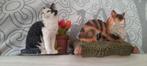 2 beeldjes franciens katten: noortje en zipper, Ophalen of Verzenden, Zo goed als nieuw, Dier