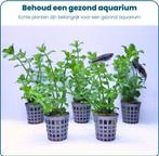 Aquabetta Aquarium Planten Set LAP-011, Verzenden, Info@aquadeco.nl, Plant(en), Steen of Hout, Aquadeco