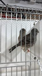 Fife fancys, Dieren en Toebehoren, Vogels | Kanaries, Meerdere dieren, Kleurkanarie