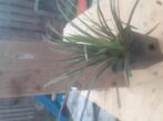 Carex soorten in p9 pot, Ophalen, Siergrassen, Halfschaduw