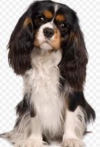 Opzoek naar een cavalier Maltezer dwergpoedel of kruising, Dieren en Toebehoren, Particulier, Nederland, Eén hond, 15 weken tot 1 jaar