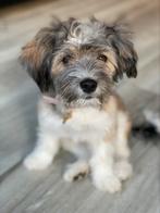 Maltipoo puppy, Dieren en Toebehoren, Honden | Niet-rashonden, Rabiës (hondsdolheid), 15 weken tot 1 jaar, Teef, Eén hond