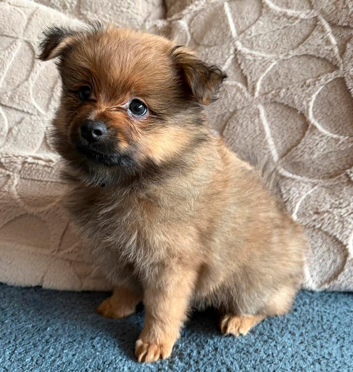 Pomchi pomeriaan keeshond puppy, Dieren en Toebehoren, Honden | Chihuahua's en Gezelschapshonden, Meerdere dieren, Overige rassen