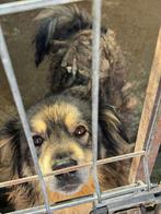 Aslan zoekt een gouden mandje (Is al in NL), Dieren en Toebehoren, Honden | Niet-rashonden, 6 jaar of ouder, Particulier, Rabiës (hondsdolheid)