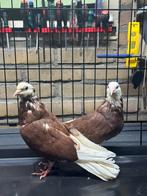 DÖNEK DUİVEN, Dieren en Toebehoren, Vogels | Overige Vogels