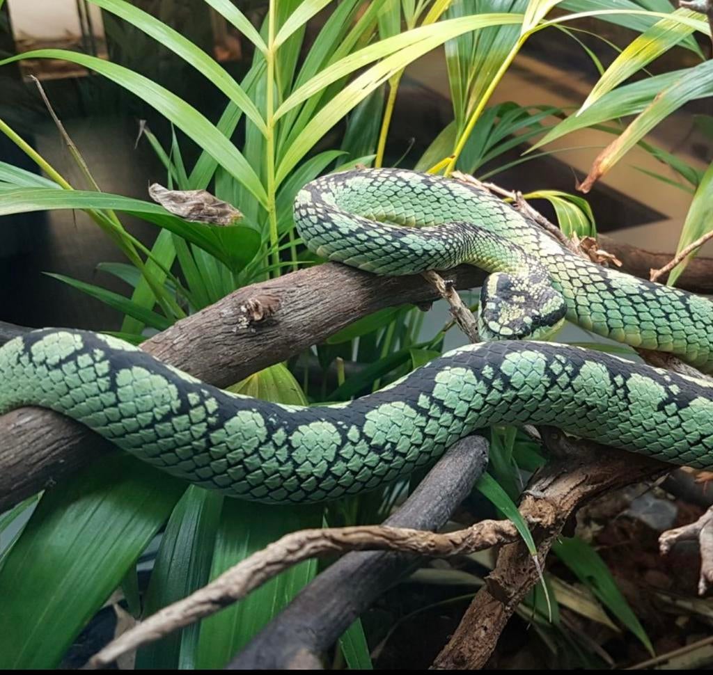 Craspedocephalus trigonocephalus 0.1 cb2018, Slang, 7 tot 10 jaar