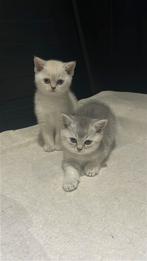 Britse Korthaar Kittens, Dieren en Toebehoren, Katten en Kittens | Raskatten | Korthaar, Kater, Ontwormd, 0 tot 2 jaar