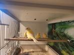 3 Waterslagers, Dieren en Toebehoren, Vogels | Kanaries, Meerdere dieren, Zangkanarie