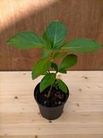 Pluimhortensia, Tuin en Terras, Planten | Struiken en Hagen, Ophalen, Overige soorten, Struik, Minder dan 100 cm