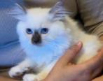 ragdoll cinnamon zeldzaam van kleur, Poes, Ontwormd, 0 tot 2 jaar