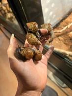 Lissachatina fulica rodatzi, Dieren en Toebehoren, Amfibie, Tam, 0 tot 2 jaar