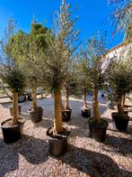 Mediterrane winter harde olijfbomen., In pot, Olijfboom, Lente, Volle zon