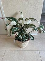 Supermooie , grote calathea ( bont gekleurd)met leuke mand, Ophalen, Overige soorten, Halfschaduw, In pot