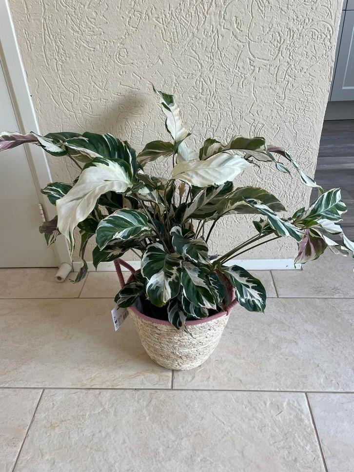 Supermooie , grote calathea ( bont gekleurd)met leuke mand, Huis en Inrichting, Kamerplanten, Overige soorten, Minder dan 100 cm
