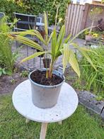 Palm Trachycarpus Fortunei, Tuin en Terras, Planten | Tuinplanten, Ophalen, Bloeit niet, Overige soorten