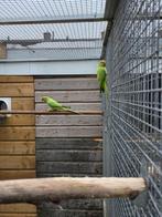 Groen opeline halsbandparkieten, Meerdere dieren, Parkiet