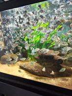 Prachtige Polar Parrot zebra, Dieren en Toebehoren, Vis, Zoetwatervis