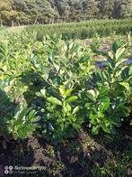 Laurier Prunus Rotundifolia 60-80cm en 80-100cm struiken, Ophalen of Verzenden, Laurier, Struik, 100 tot 250 cm