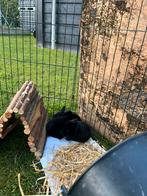 Jonge dwergkonijntjes te koop zwart, Januari, Meerdere dieren, Overige typen, Tam