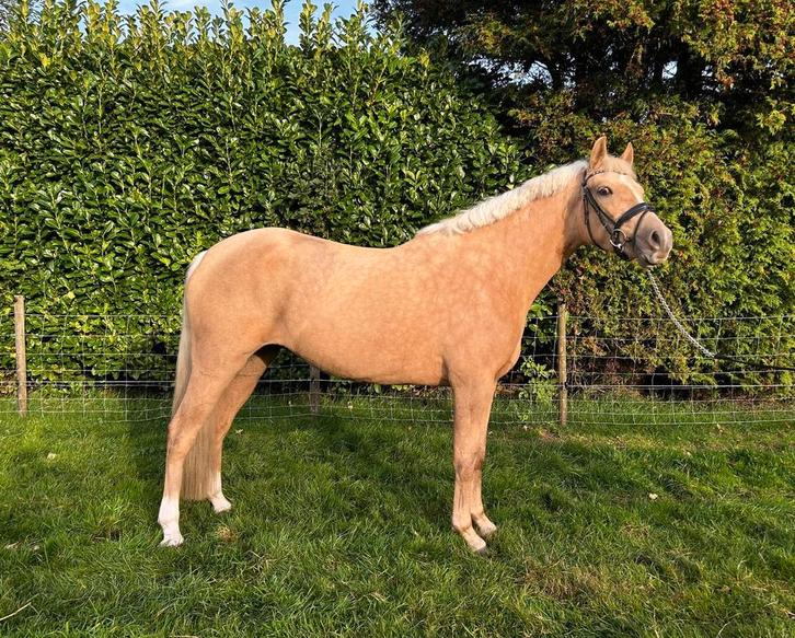 4- jarige E-pony merrie, Dieren en Toebehoren, Pony's, Merrie, Zadelmak, E pony (1.48m - 1.57m), 3 tot 6 jaar, Gechipt, Ontwormd