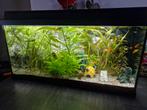 Aquarium met vissen en toebehoren, Ophalen, Zo goed als nieuw