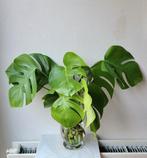 Vaas met Monstera stekken., Huis en Inrichting, Kamerplanten, Ophalen, Halfschaduw, Minder dan 100 cm