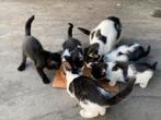 Kittens, Dieren en Toebehoren, Katten en Kittens | Overige Katten, Meerdere dieren, Kortharig, 0 tot 2 jaar