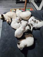 Thai siamese kittens, Poes, Gechipt
