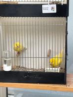 Kanaries, Dieren en Toebehoren, Vogels | Kanaries, Meerdere dieren, Kleurkanarie