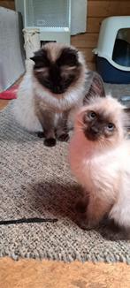 Siamees kittens, Meerdere dieren, Gechipt, 0 tot 2 jaar