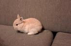 Baby konijnen, Dieren en Toebehoren, Konijnen, Meerdere dieren, Klein, 0 tot 2 jaar