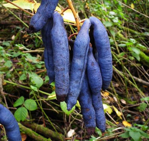 Augurkenstruik zaden (Decaisnea fargesii), Tuin en Terras, Planten | Tuinplanten, Vaste plant, Overige soorten, Halfschaduw, Lente