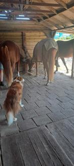 Stalling en weidegang aangeboden