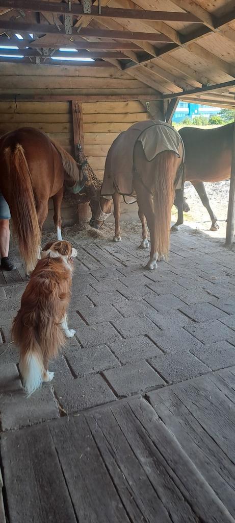 Stalling en weidegang aangeboden, Dieren en Toebehoren, Stalling en Weidegang